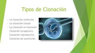 Tipos de Clonación
• La clonación molecular
• La clonación celular
• La clonación en humanos:
Clonación terapéutica
Clonación reproductiva
Clonación de sustitución
 