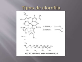 Tipos de clorofila de liz
