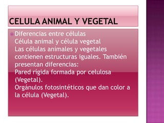  Diferencias entre células
Célula animal y célula vegetal
Las células animales y vegetales
contienen estructuras iguales. También
presentan diferencias:
Pared rígida formada por celulosa
(Vegetal).
Orgánulos fotosintéticos que dan color a
la célula (Vegetal).
 