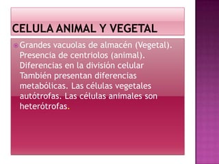 Grandes vacuolas de almacén (Vegetal).
Presencia de centriolos (animal).
Diferencias en la división celular
También presentan diferencias
metabólicas. Las células vegetales
autótrofas. Las células animales son
heterótrofas.
 