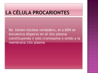  No tienen núcleos verdadero, el a ADN se
encuentra disperso en el sito plasma
constituyendo n solo cromosoma o unido a la
membrana cito plasma
 