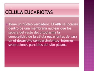  Tiene un núcleo verdadero. El ADN se localiza
dentro de una membrana nuclear que los
separa del resto del citoplasma la
complejidad de la célula eucariontes de vasa
en el desarrollo compartimientos internos
separaciones parciales del sito plasma
 