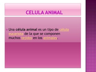  Una célula animal es un tipo de célula
eucariota de la que se componen
muchos tejidos en los animales.
 