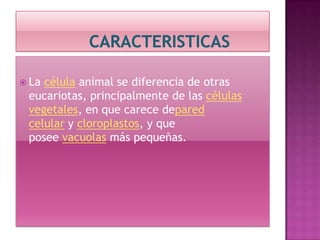 La célula animal se diferencia de otras
eucariotas, principalmente de las células
vegetales, en que carece depared
celular y cloroplastos, y que
posee vacuolas más pequeñas.
 