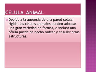  Debido a la ausencia de una pared celular
rígida, las células animales pueden adoptar
una gran variedad de formas, e incluso una
célula puede de hecho rodear y engullir otras
estructuras.
 
