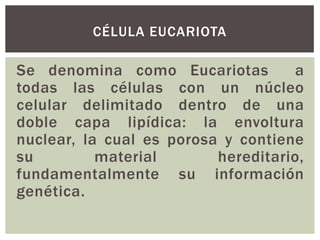 CÉLULA EUCARIOTA

Se denomina como Eucariotas
a
todas las células con un núcleo
celular delimitado dentro de una
doble capa lipídica: la envoltura
nuclear, la cual es porosa y contiene
su
material
hereditario,
fundamentalmente su información
genética.

 