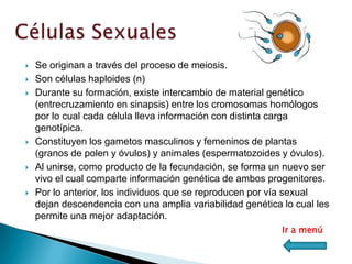    Se originan a través del proceso de meiosis.
   Son células haploides (n)
   Durante su formación, existe intercambio de material genético
    (entrecruzamiento en sinapsis) entre los cromosomas homólogos
    por lo cual cada célula lleva información con distinta carga
    genotípica.
   Constituyen los gametos masculinos y femeninos de plantas
    (granos de polen y óvulos) y animales (espermatozoides y óvulos).
   Al unirse, como producto de la fecundación, se forma un nuevo ser
    vivo el cual comparte información genética de ambos progenitores.
   Por lo anterior, los individuos que se reproducen por vía sexual
    dejan descendencia con una amplia variabilidad genética lo cual les
    permite una mejor adaptación.
                                                            Ir a menú
 