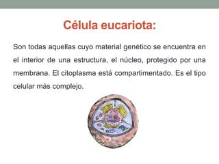 Célula eucariota:
Son todas aquellas cuyo material genético se encuentra en
el interior de una estructura, el núcleo, protegido por una
membrana. El citoplasma está compartimentado. Es el tipo
celular más complejo.
 