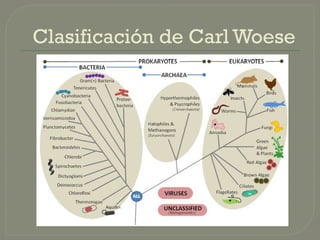 Clasificación de Carl Woese
 