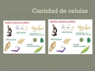 TIPOS DE CÉLULAS procariotas y eucariotas | PPTX
