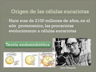 Origen de las células eucariotas
Hace mas de 2100 millones de años, en el
eón proterozoico, las procariotas
evolucionaron a células eucariotas
Teoría endosimbiótica
Lynn Margulis
 