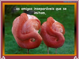 … as amigas inseparáveis que se imitam, 