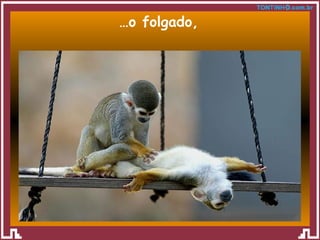 … o folgado, 