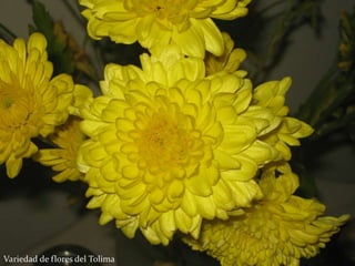 Variedad de flores del Tolima
 