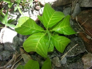 Variedad de flores del Tolima
 