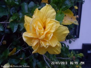 Variedad de flores del Tolima
 