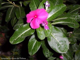 Variedad de flores del Tolima
 