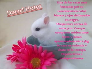 Una de las razas mas
              buscadas por su
            característico color
         blanco y ojos delineados
                 en negro.
           Orejas muy cortas de
             unos 5cm. Cuerpo
          compacto, miden unos
               25cm y pesan
         aproximadamente 1.3kg.
           Su cara es redonda y
            chata en la trompa.
               Hiperactivos e
              independientes
Indice                        3
 