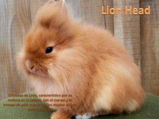 O Cabeza de León, característico por su
   melena en la cabeza, con el cuerpo y la
trompa de pelo mas corto, los muslos son de
              pelo mas largo
                                          Indice   6
 