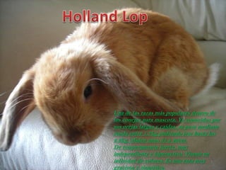 Una de las razas más populares dentro de
   los conejos para mascota. Ya conocidos por
   sus orejas largas y caídas, su peso mediano
   ronda entre 1.7kg pudiendo irse hasta los
   2.2kg. Miden unos 35 a 40cm.
   De temperamento fuerte, muy
   independiente e hiperactivo. Vienen en
   infinidad de colores. Es una raza muy 7
Indice
   graciosa y simpática.
 