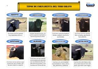 1
TIPOS DE CORNAMENTA del toro bravo
Informa:
Realizado por Paula Granero
Es el toro con los cuernos
muy separados entre sí.
ABIERTO
ASTIBLANCO
ASTIACARAMELADO
ALIRADO
ABROCHADO ACAPACHADO
AFEITADO
ACUCHARADO
También llamado brocho. Los
cuernos aparecen apretados y
cierran las puntas al volver.
Es el toro cuya encornadura
tiende a adquirir una forma
acucharada.
Es el toro con los cuernos
bien curvados, apuntando
hacia delante.
Cuernos de color blanco des-
de su base hasta el inicio del
pitón, que tiene color negro.
Cuernos con una tonalidad
acaramelada en reses colora-
das, jaboneras y salineras.
Es el toro con los cuernos
extremadamente grandes
con una distancia muy am-
plia entre las puntas y una
curvatura en forma de lira.
Es el toro con los cuernos cuyas
puntas han sido cortadas y lija-
das para mejorar su aspecto.
 