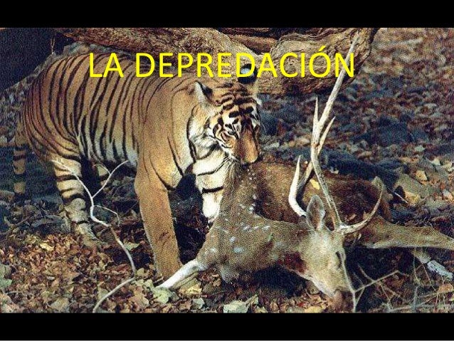 Resultado de imagen para depredacion