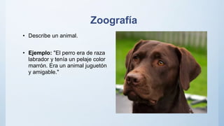 Zoografía
• Describe un animal.
• Ejemplo: "El perro era de raza
labrador y tenía un pelaje color
marrón. Era un animal juguetón
y amigable."
 