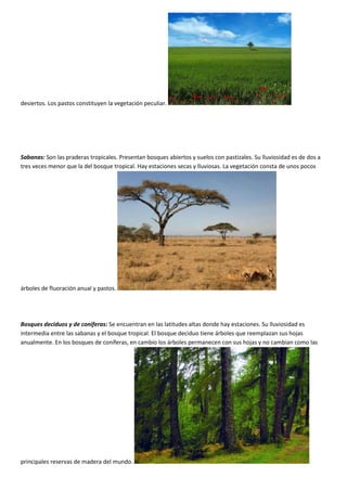 desiertos. Los pastos constituyen la vegetación peculiar.
Sabanas: Son las praderas tropicales. Presentan bosques abiertos y suelos con pastizales. Su lluviosidad es de dos a
tres veces menor que la del bosque tropical. Hay estaciones secas y lluviosas. La vegetación consta de unos pocos
árboles de fluoración anual y pastos.
Bosques deciduos y de coniferas: Se encuentran en las latitudes altas donde hay estaciones. Su lluviosidad es
intermedia entre las sabanas y el bosque tropical. El bosque deciduo tiene árboles que reemplazan sus hojas
anualmente. En los bosques de coníferas, en cambio los árboles permanecen con sus hojas y no cambian como las
principales reservas de madera del mundo.
 