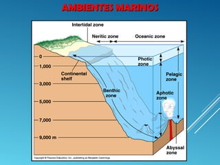 AMBIENTES MARINOSAMBIENTES MARINOS
 