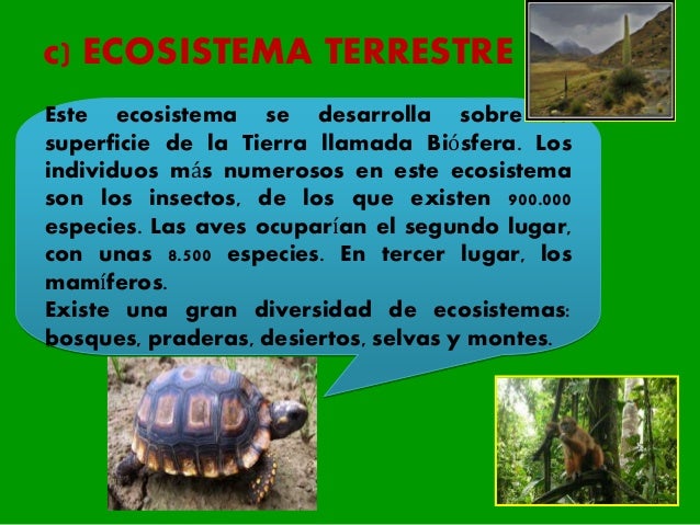 tipos de ecosistemas en el peru 5to primaria tipos de ecosistemas en el peru 5to primaria