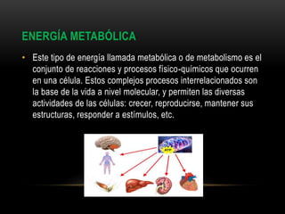 ENERGÍA METABÓLICA
• Este tipo de energía llamada metabólica o de metabolismo es el
conjunto de reacciones y procesos físico-químicos que ocurren
en una célula. Estos complejos procesos interrelacionados son
la base de la vida a nivel molecular, y permiten las diversas
actividades de las células: crecer, reproducirse, mantener sus
estructuras, responder a estímulos, etc.
 