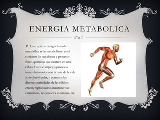  Este tipo de energía llamada
metabólica o de metabolismo es el
conjunto de reacciones y procesos
físico-químicos que ocurren en una
célula. Estos complejos procesos
interrelacionados son la base de la vida
a nivel molecular, y permiten las
diversas actividades de las células:
crecer, reproducirse, mantener sus
estructuras, responder a estímulos, etc.
ENERGIA METABOLICA
 