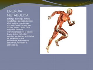 ENERGIA
METABOLICA
Este tipo de energía llamada
metabólica o de metabolismo es
el conjunto de reacciones y
procesos físico-químicos que
ocurren en una célula. Estos
complejos procesos
interrelacionados son la base de
la vida a nivel molecular, y
permiten las diversas actividades
de las células: crecer,
reproducirse, mantener sus
estructuras, responder a
estímulos, etc
 