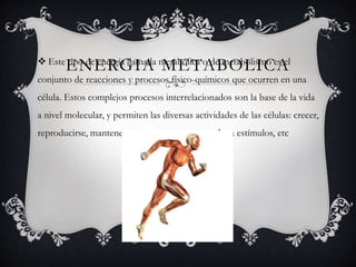 ENERGIA METABOLICA Este tipo de energía llamada metabólica o de metabolismo es el
conjunto de reacciones y procesos físico-químicos que ocurren en una
célula. Estos complejos procesos interrelacionados son la base de la vida
a nivel molecular, y permiten las diversas actividades de las células: crecer,
reproducirse, mantener sus estructuras, responder a estímulos, etc
 