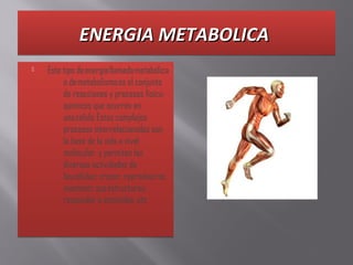 ENERGIA METABOLICA ENERGIA METABOLICA ENERGIA METABOLICA ENERGIA METABOLICA 
 Este tipo de energía llamada metabólica
o de metabolismo es el conjunto
de reacciones y procesos físico-
químicos que ocurren en
una célula. Estos complejos
procesos interrelacionados son
la base de la vida a nivel
molecular, y permiten las
diversas actividades de
las células: crecer, reproducirse,
mantener sus estructuras,
responder a estímulos, etc
 Este tipo de energía llamada metabólica
o de metabolismo es el conjunto
de reacciones y procesos físico-
químicos que ocurren en
una célula. Estos complejos
procesos interrelacionados son
la base de la vida a nivel
molecular, y permiten las
diversas actividades de
las células: crecer, reproducirse,
mantener sus estructuras,
responder a estímulos, etc
 