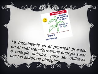 La fotosíntesis es el principal proceso 
en el cual transformamos energía solar 
a energía química, para ser utilizada 
por los sistemas biológicos 
 