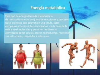 Este tipo de energía llamada metabólica o
de metabolismo es el conjunto de reacciones y procesos
físico-químicos que ocurren en una célula. Estos
complejos procesos interrelacionados son la base de la
vida a nivel molecular, y permiten las diversas
actividades de las células: crecer, reproducirse, mantener
sus estructuras, responder a estímulos.
 