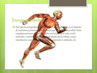 Energia metabolica
 Este tipo de energía llamada metabólica o de metabolismo es el conjunto
de reacciones y procesos físico-químicos que ocurren en una célula. Estos
complejos procesos interrelacionados son la base de la vida a nivel
molecular, y permiten las diversas actividades de las células: crecer,
reproducirse, mantener sus estructuras, responder a estímulos, etc
 