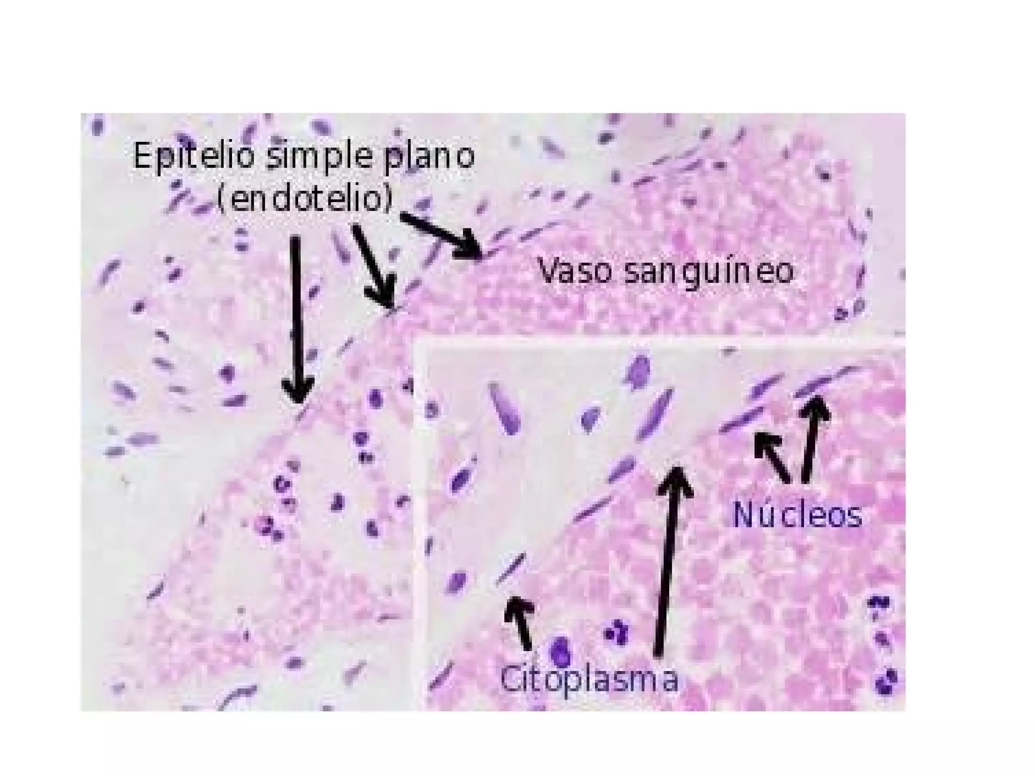Tipos de epitelio | PPT