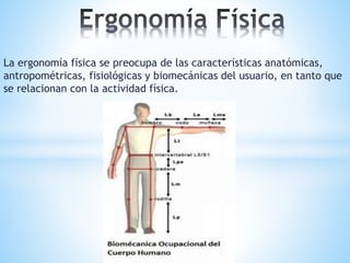 La ergonomía física se preocupa de las características anatómicas, 
antropométricas, fisiológicas y biomecánicas del usuario, en tanto que 
se relacionan con la actividad física. 
 