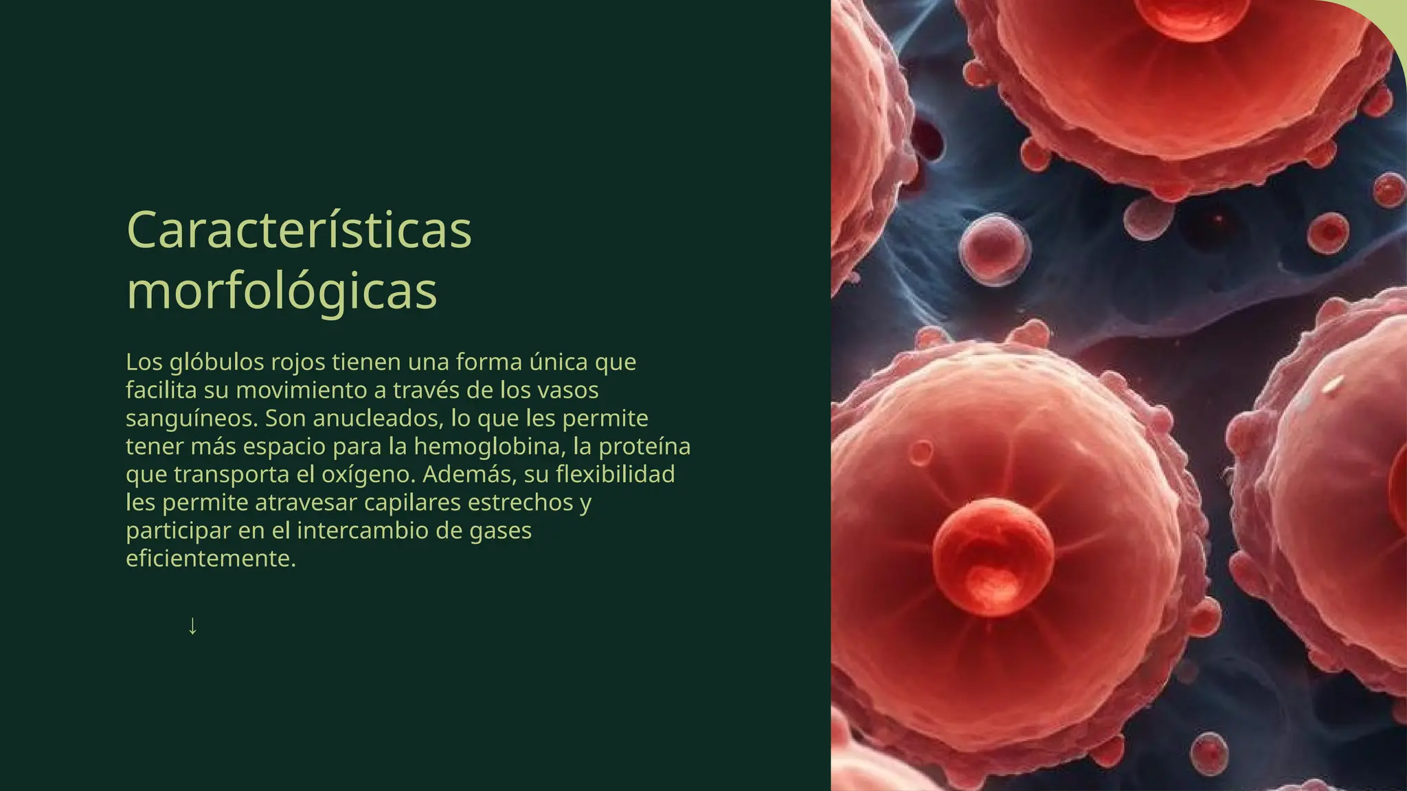 Características
morfológicas
Los glóbulos rojos tienen una forma única que
facilita su movimiento a través de los vasos
sanguíneos. Son anucleados, lo que les permite
tener más espacio para la hemoglobina, la proteína
que transporta el oxígeno. Además, su flexibilidad
les permite atravesar capilares estrechos y
participar en el intercambio de gases
eficientemente.
↓
 