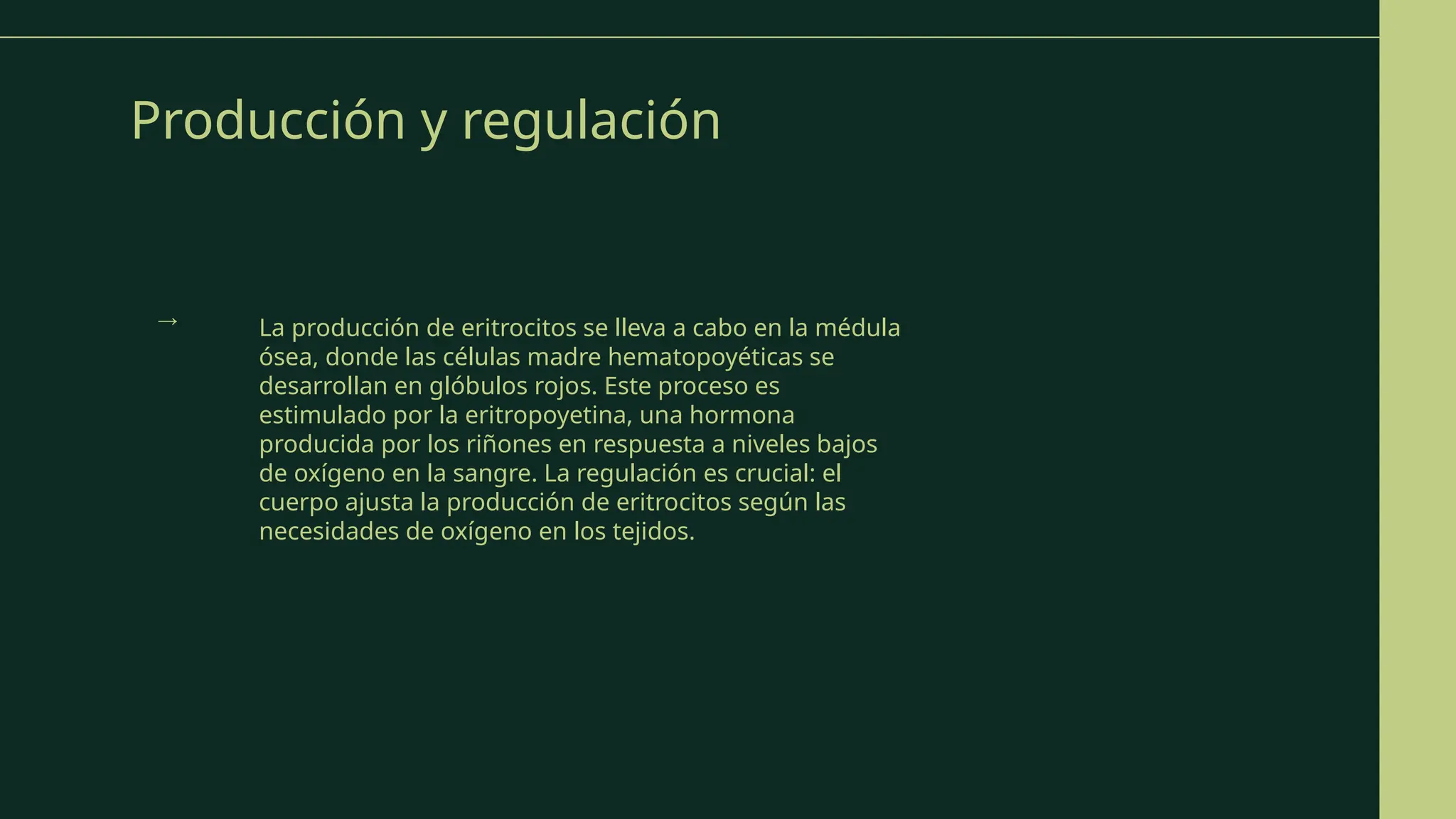 Producción y regulación
La producción de eritrocitos se lleva a cabo en la médula
ósea, donde las células madre hematopoyéticas se
desarrollan en glóbulos rojos. Este proceso es
estimulado por la eritropoyetina, una hormona
producida por los riñones en respuesta a niveles bajos
de oxígeno en la sangre. La regulación es crucial: el
cuerpo ajusta la producción de eritrocitos según las
necesidades de oxígeno en los tejidos.
→
 