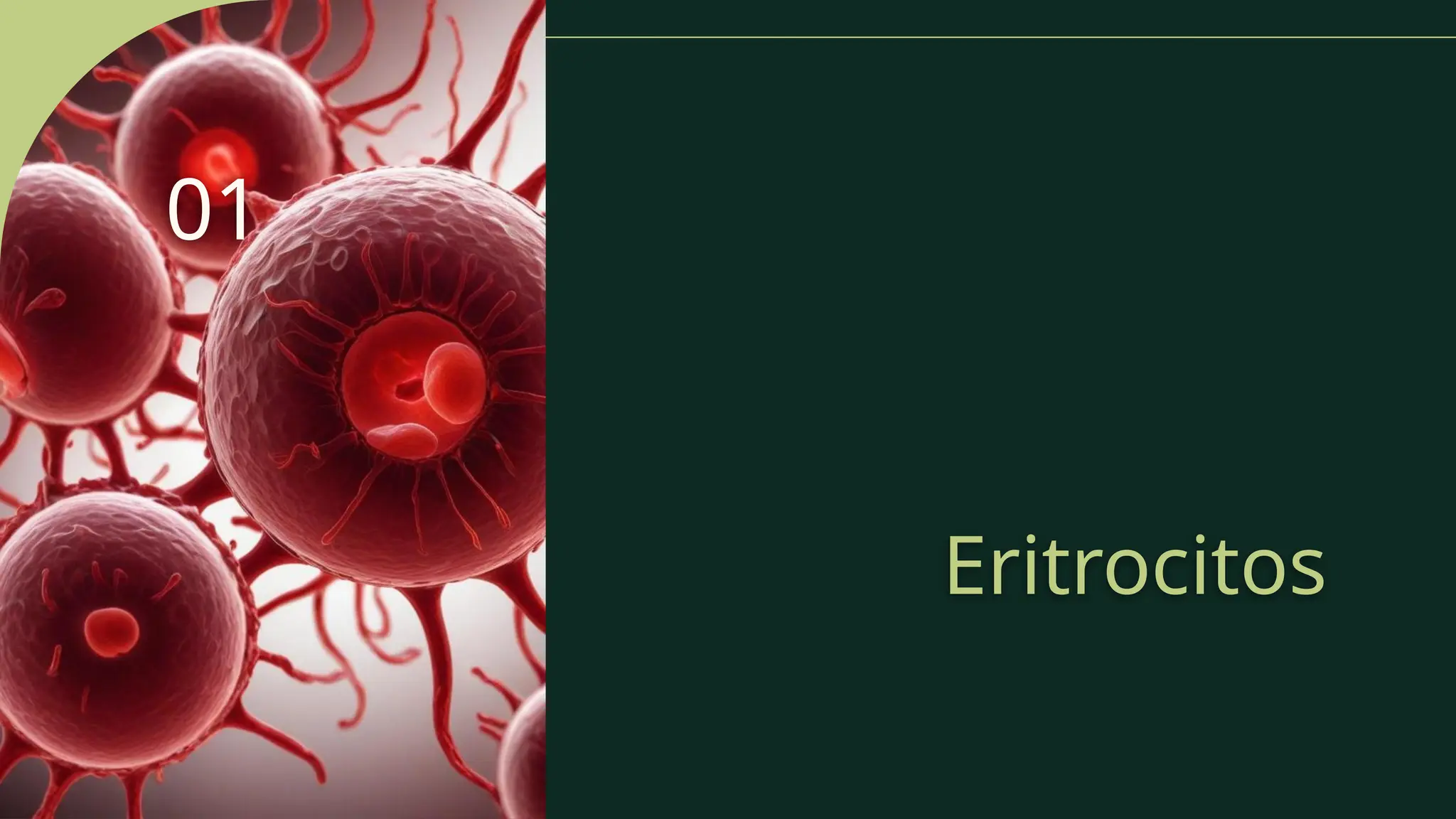 Eritrocitos
01
 
