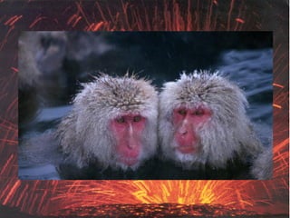 Vulcanismo – 10º ano
 