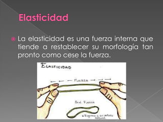  La elasticidad es una fuerza interna que
tiende a restablecer su morfología tan
pronto como cese la fuerza.
 