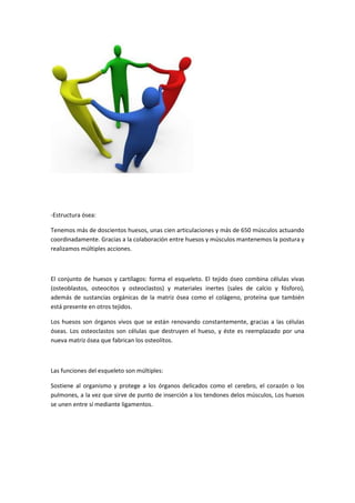 -Estructura ósea:
Tenemos más de doscientos huesos, unas cien articulaciones y más de 650 músculos actuando
coordinadamente. Gracias a la colaboración entre huesos y músculos mantenemos la postura y
realizamos múltiples acciones.
El conjunto de huesos y cartílagos: forma el esqueleto. El tejido óseo combina células vivas
(osteoblastos, osteocitos y osteoclastos) y materiales inertes (sales de calcio y fósforo),
además de sustancias orgánicas de la matriz ósea como el colágeno, proteína que también
está presente en otros tejidos.
Los huesos son órganos vivos que se están renovando constantemente, gracias a las células
óseas. Los osteoclastos son células que destruyen el hueso, y éste es reemplazado por una
nueva matriz ósea que fabrican los osteolitos.
Las funciones del esqueleto son múltiples:
Sostiene al organismo y protege a los órganos delicados como el cerebro, el corazón o los
pulmones, a la vez que sirve de punto de inserción a los tendones delos músculos, Los huesos
se unen entre sí mediante ligamentos.
 