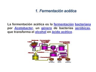 Tipos de fermentacion