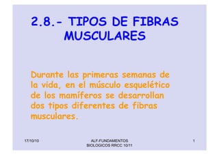 1
2.8.- TIPOS DE FIBRAS
MUSCULARES
Durante las primeras semanas de
la vida, en el músculo esquelético
de los mamíferos se desarrollan
dos tipos diferentes de fibras
musculares.
17/10/10 ALF-FUNDAMENTOS
BIOLOGICOS RRCC 10/11
 