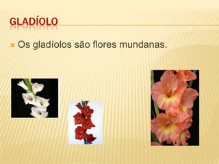 GladíoloOs gladíolos são flores mundanas.