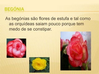 BegóniaAs begónias são flores de estufa e tal como as orquídeas saiam pouco porque tem medo de se constipar.